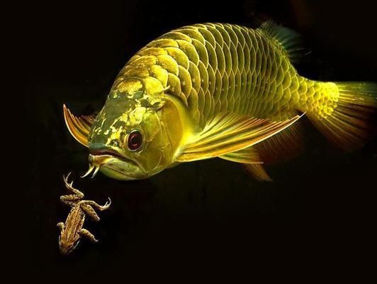 金龍魚形態好的品種有哪些（形態好的金龍魚品種有哪些）