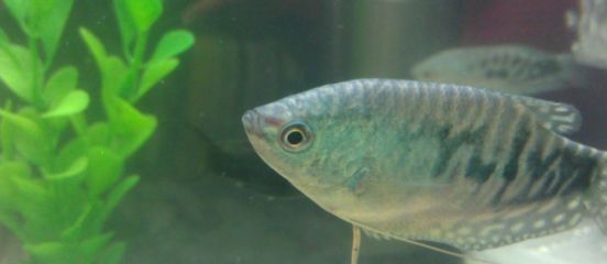 龍魚(yú)混養(yǎng)魚(yú)推薦哪種：幾種適合與龍魚(yú)混養(yǎng)的魚(yú)種