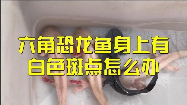 六角恐龍魚身上長白點怎么治