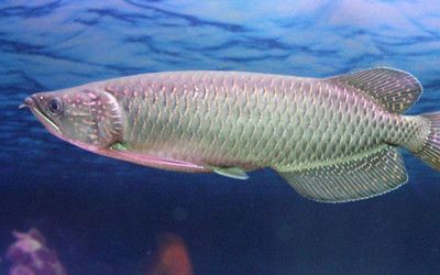 怎樣調理龍魚腸胃：如何對龍魚進行腸胃調理