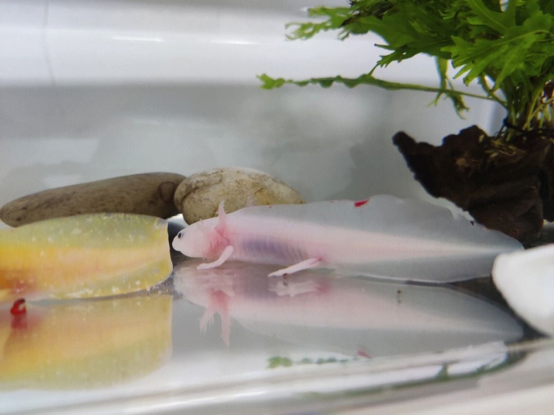 養六角龍魚魚缸要放什么：六角龍魚魚缸布置建議
