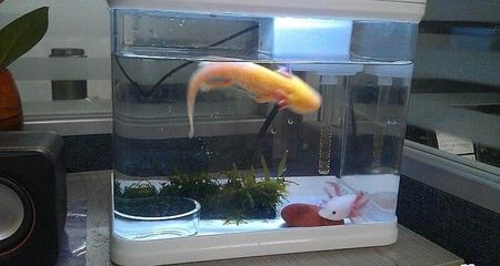 養六角龍魚魚缸要放什么：六角龍魚魚缸布置建議