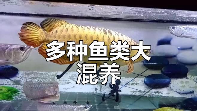 金龍魚銀龍魚混養視頻