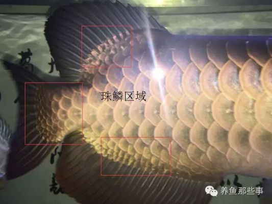 怎樣的金龍魚才算好（如何辨別金龍魚的底色優劣，金龍魚鱗片排數與價值關系）