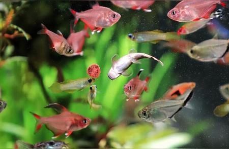 水族箱混養空間規劃指南：水族箱的混養規劃對于維護水質和生物健康至關重要