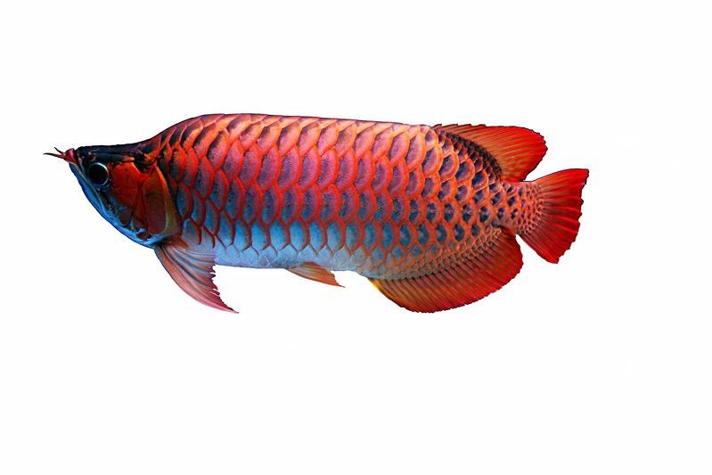 紅龍魚(yú)養(yǎng)殖場(chǎng)都有哪些魚(yú)