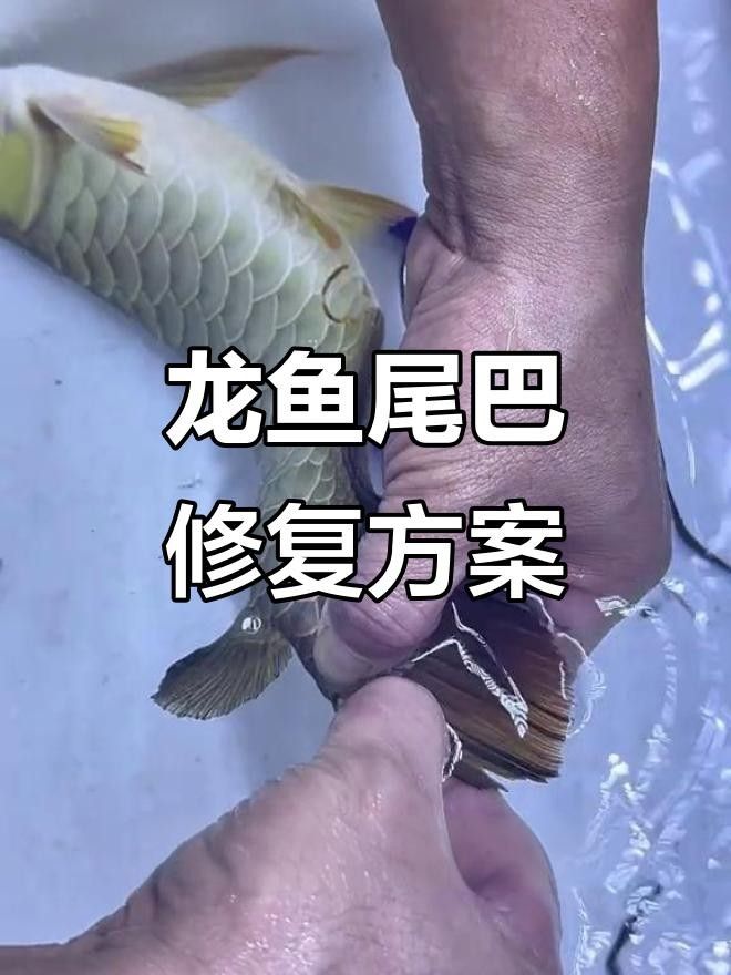龍魚鰭條恢復后會有疤痕嗎？