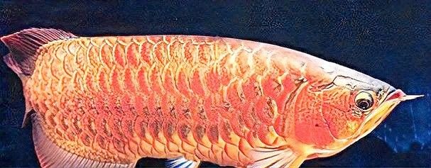 龍魚鰭條恢復后會有疤痕嗎？