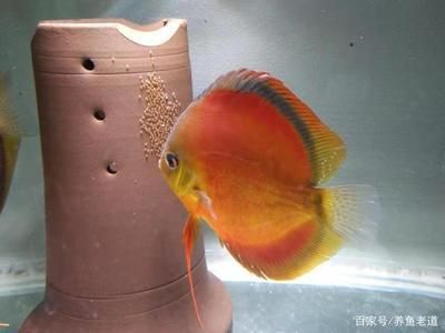 龍魚虎魚魚缸里擺放什么東西最好看：布置龍魚虎魚的魚缸時，選擇合適的裝飾物不僅能提升觀賞價值