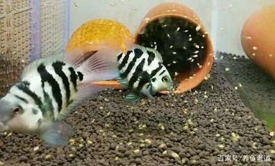 龍魚虎魚魚缸里擺放什么東西最好看：布置龍魚虎魚的魚缸時，選擇合適的裝飾物不僅能提升觀賞價值