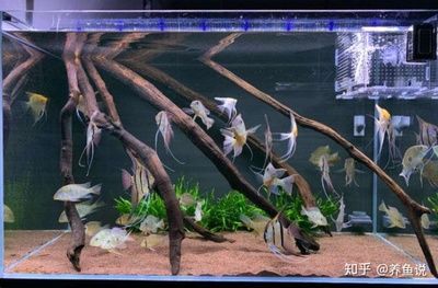 龍魚虎魚魚缸里擺放什么東西最好看：布置龍魚虎魚的魚缸時，選擇合適的裝飾物不僅能提升觀賞價值