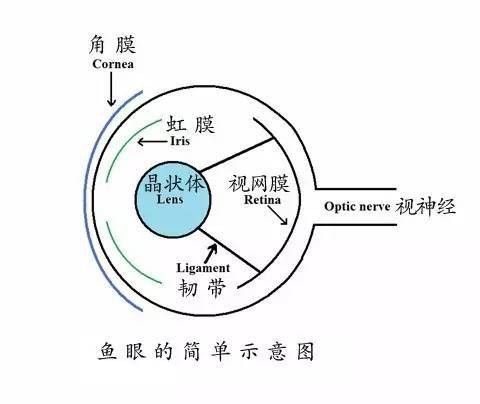 紅龍魚眼睛凹陷怎么辦