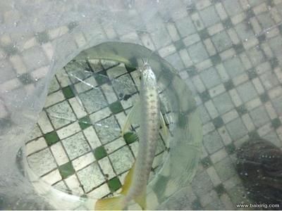 深圳賣龍魚最大的市場（深圳賣龍魚最大的市場具體位置）