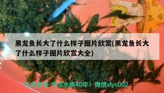 金龍魚最佳混養(yǎng)魚缸是什么：金龍魚混養(yǎng)什么魚好看