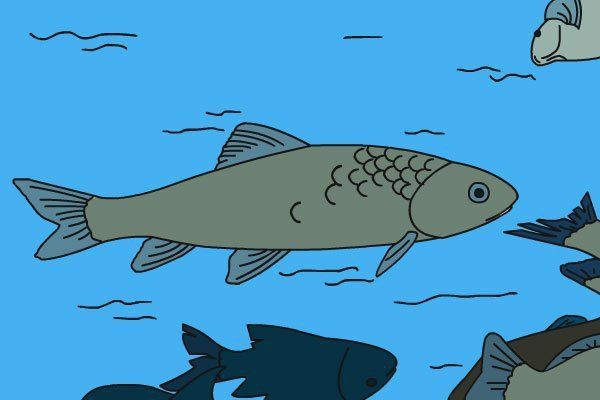金魚生活在海里還是河里