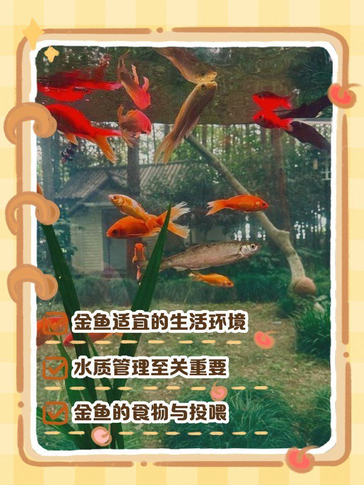 金魚生活在海里還是河里
