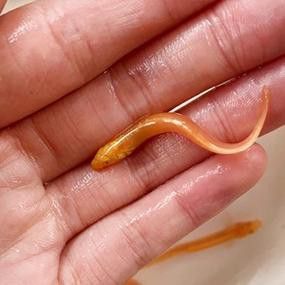 給我一些金龍魚(yú)魚(yú)苗的圖片參考