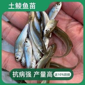 給我一些金龍魚(yú)魚(yú)苗的圖片參考