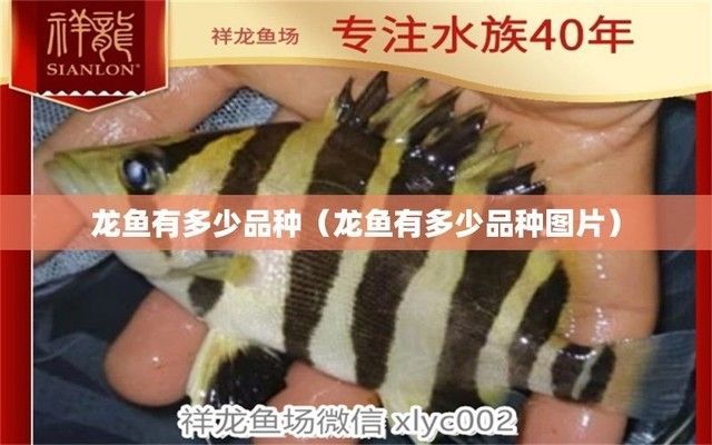 龍魚分多少種品種，如何辨別龍魚品種的真偽