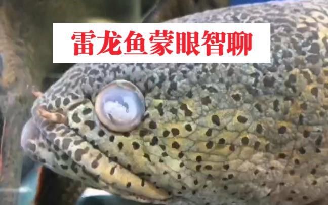 如何判斷雷龍魚眼睛白膜是否好轉(zhuǎn)？