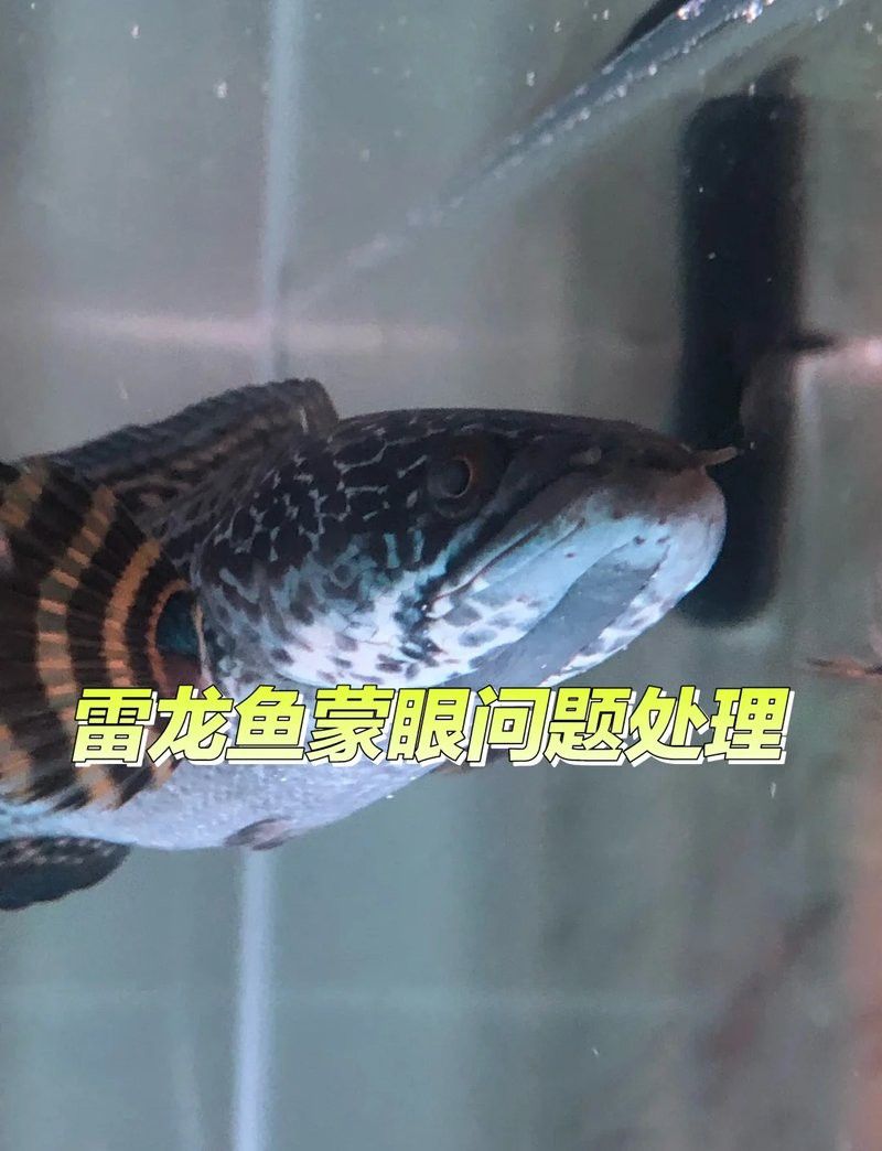 如何判斷雷龍魚眼睛白膜是否好轉(zhuǎn)？