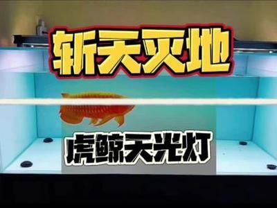 龍魚(yú)發(fā)色燈和烤色燈區(qū)別：如何選擇適合金龍魚(yú)的燈光