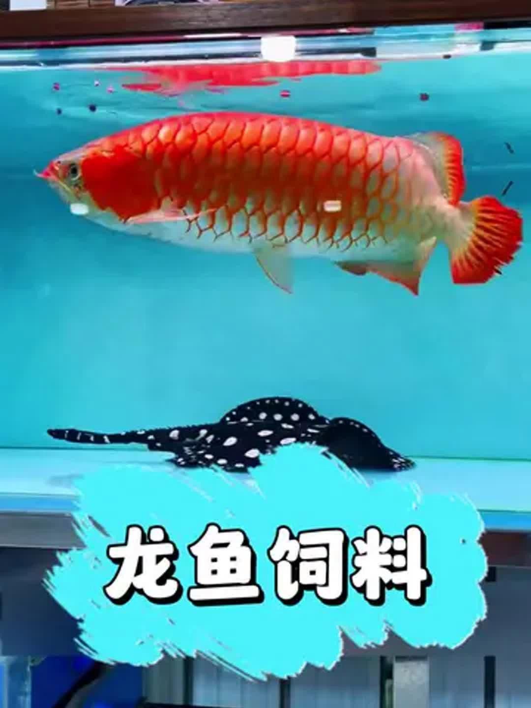 紅龍魚發色需要哪些飼料？