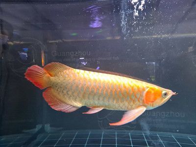 出售金龍魚觀賞魚（出售金龍魚觀賞魚價格-金龍魚觀賞魚價格批發報價）