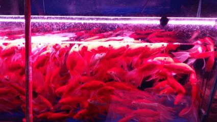 昆明觀賞魚批發市場（園博花鳥市場特色魚類介紹,斗南花卉市場觀賞魚價格對比）