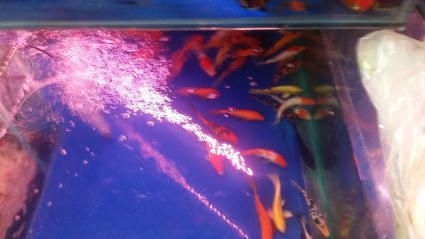 昆明觀賞魚批發市場（園博花鳥市場特色魚類介紹,斗南花卉市場觀賞魚價格對比）