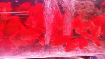 昆明觀賞魚批發市場（園博花鳥市場特色魚類介紹,斗南花卉市場觀賞魚價格對比）