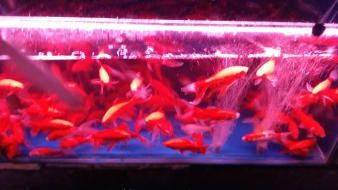 昆明觀賞魚批發市場（園博花鳥市場特色魚類介紹,斗南花卉市場觀賞魚價格對比）