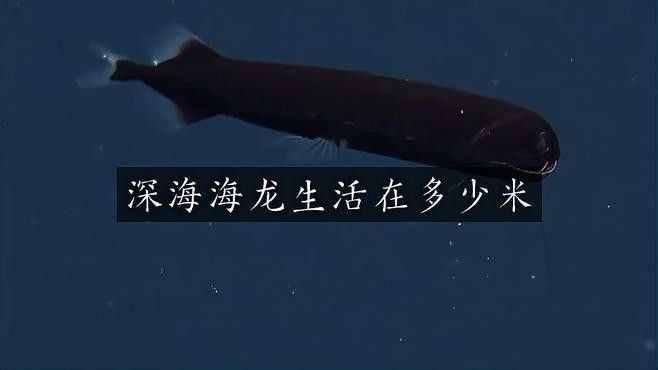 深海龍魚的圖片大全高清