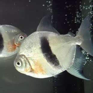 細(xì)線銀板魚(yú)苗混養(yǎng)水質(zhì)調(diào)控技巧：細(xì)線銀版魚(yú)苗混養(yǎng)水質(zhì)調(diào)控技巧