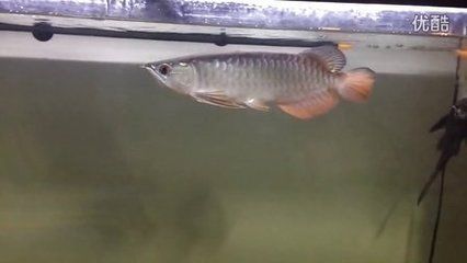 B過(guò)金龍魚：b過(guò)金龍魚和高背金龍魚的關(guān)系b過(guò)金龍魚的態(tài)度