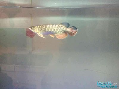 龍魚(yú)尾巴打散了多長(zhǎng)時(shí)間恢復(fù)（龍魚(yú)尾巴打散的恢復(fù)時(shí)間）