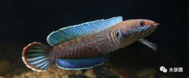 雷龍魚繁殖行為觀察指南：如何提高雷龍魚繁殖成功率，雷龍魚繁殖后疾病預防方法