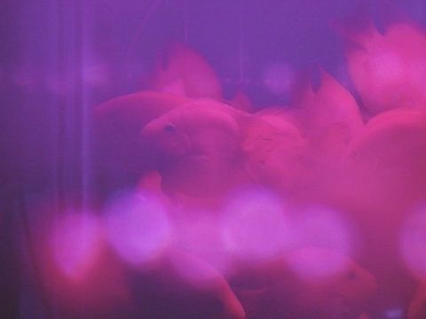 龍魚缸里的水突然變的白蒙蒙的是怎么回事？：龍魚缸中的水突然變白是什么原因引起的？