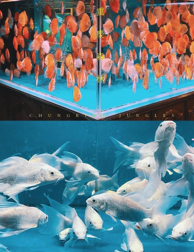 重慶哪里有賣龍魚的地方啊視頻