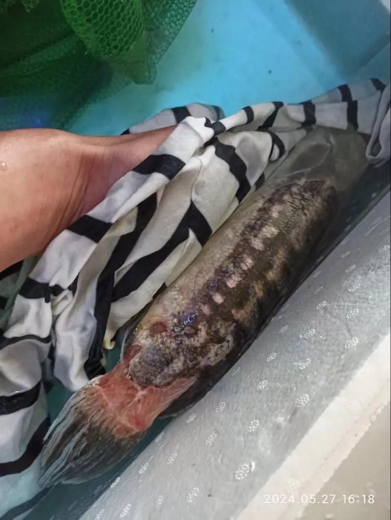 龍魚是黑魚嗎圖片
