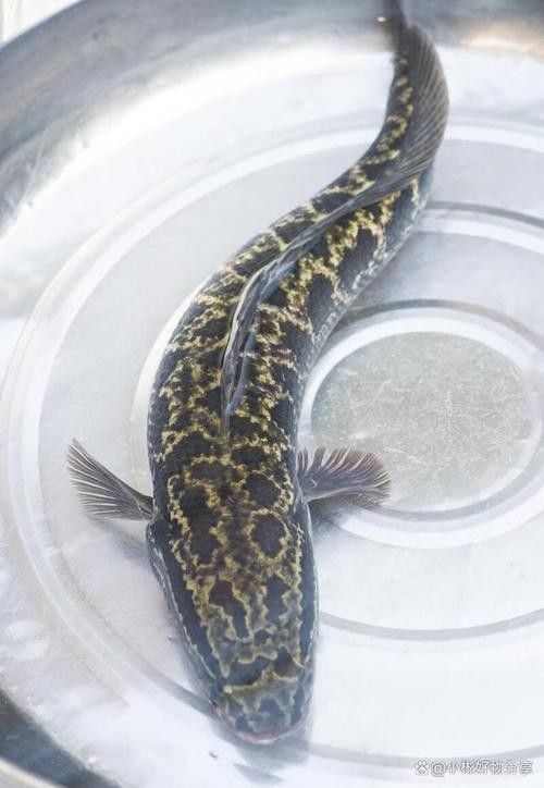 龍魚是黑魚嗎圖片