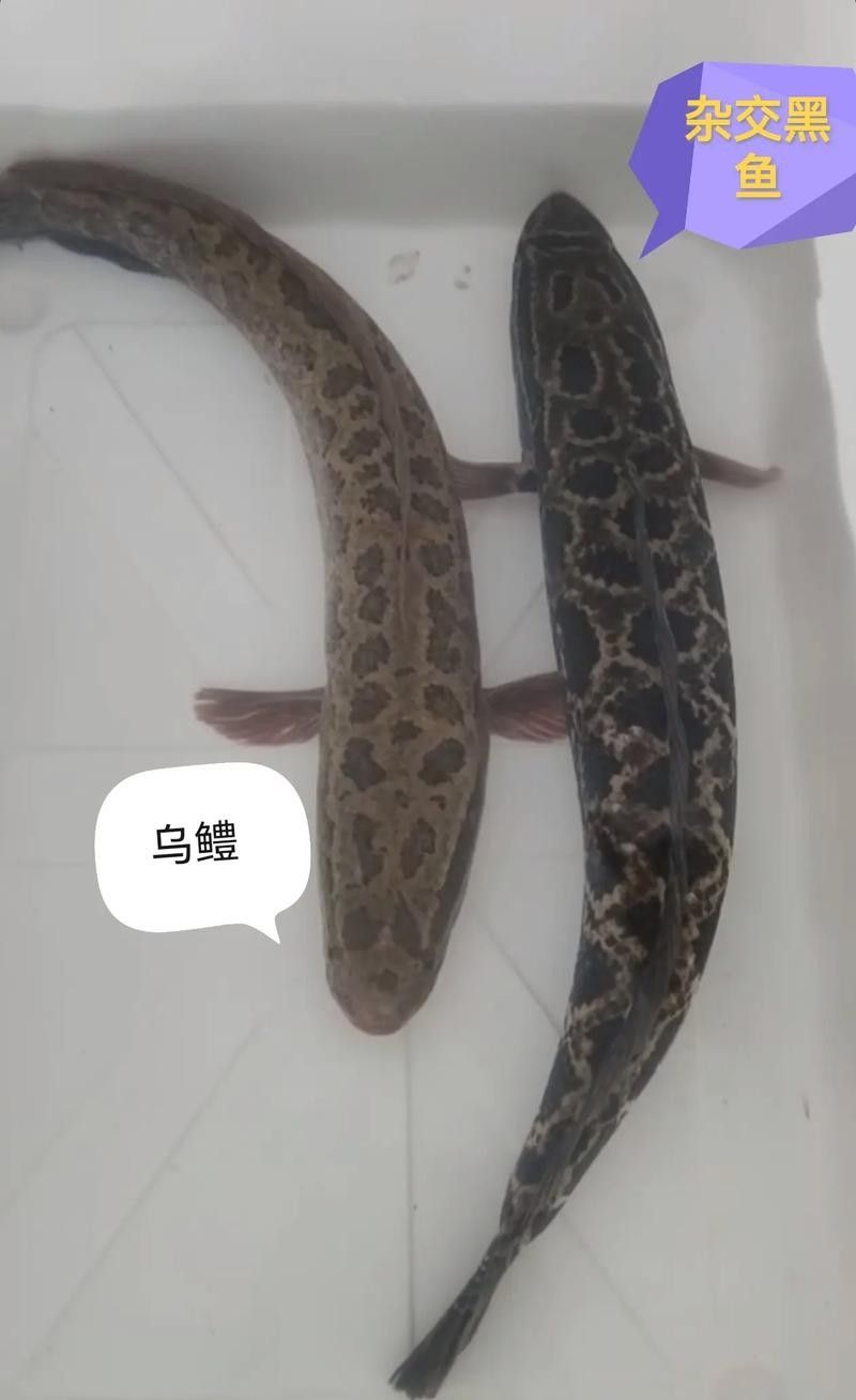 龍魚是黑魚嗎圖片