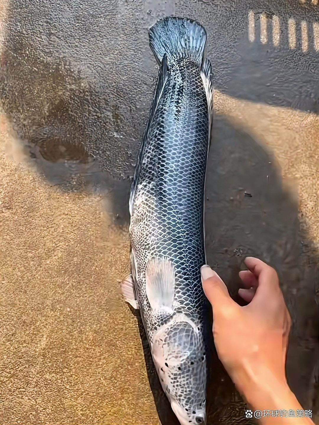 龍魚是黑魚嗎圖片