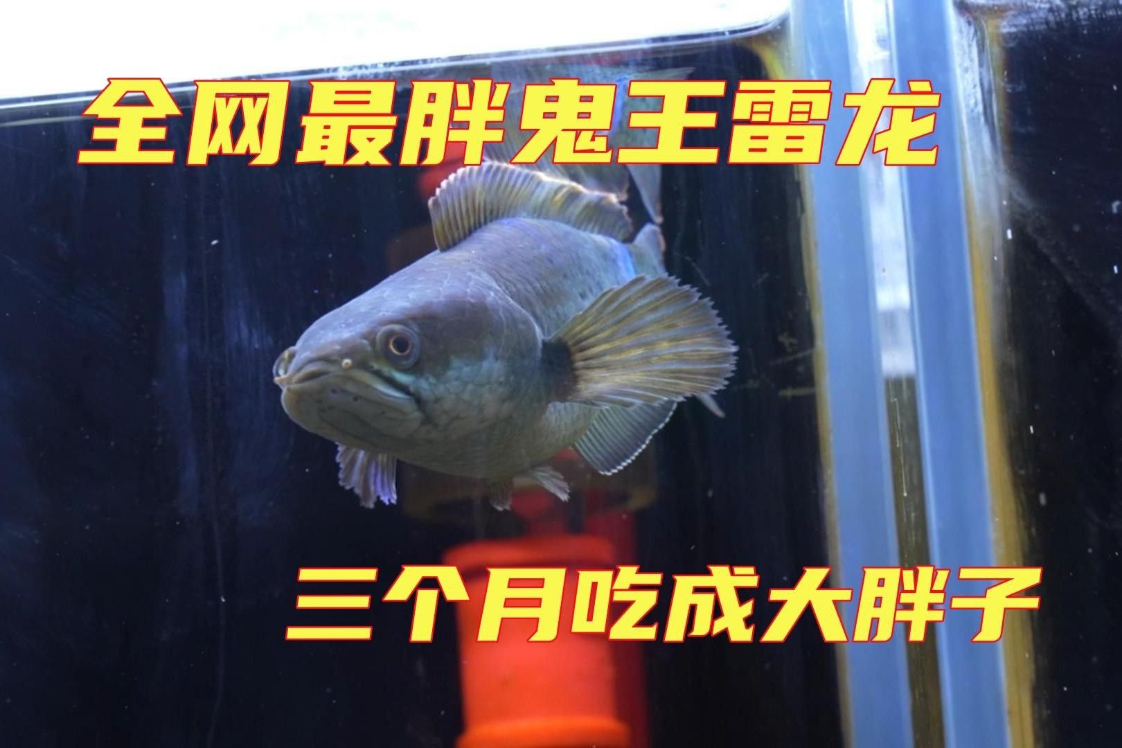 如何為鬼王雷龍魚設置造景？