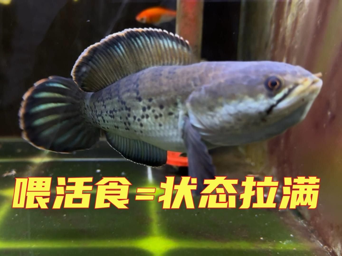 如何為鬼王雷龍魚設置造景？