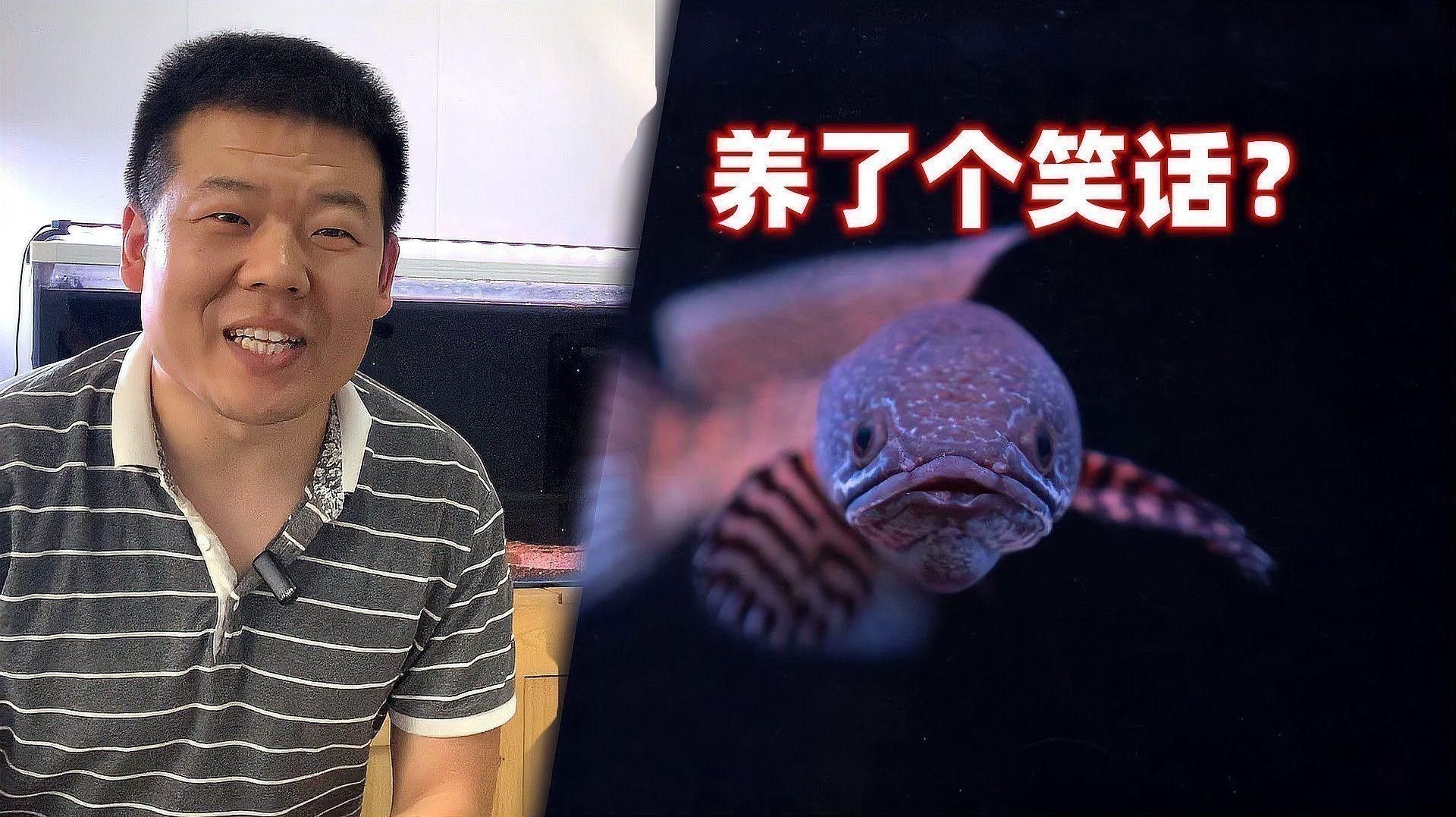 如何為鬼王雷龍魚設(shè)置造景？