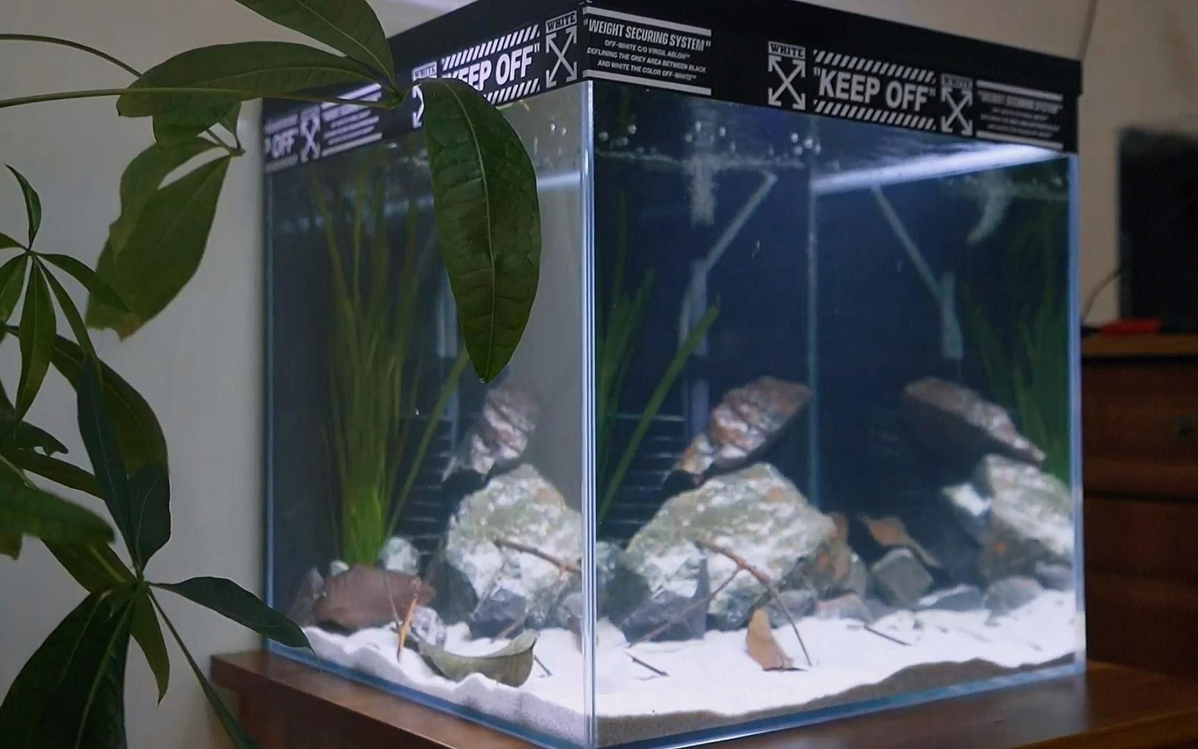 如何為鬼王雷龍魚設(shè)置造景？