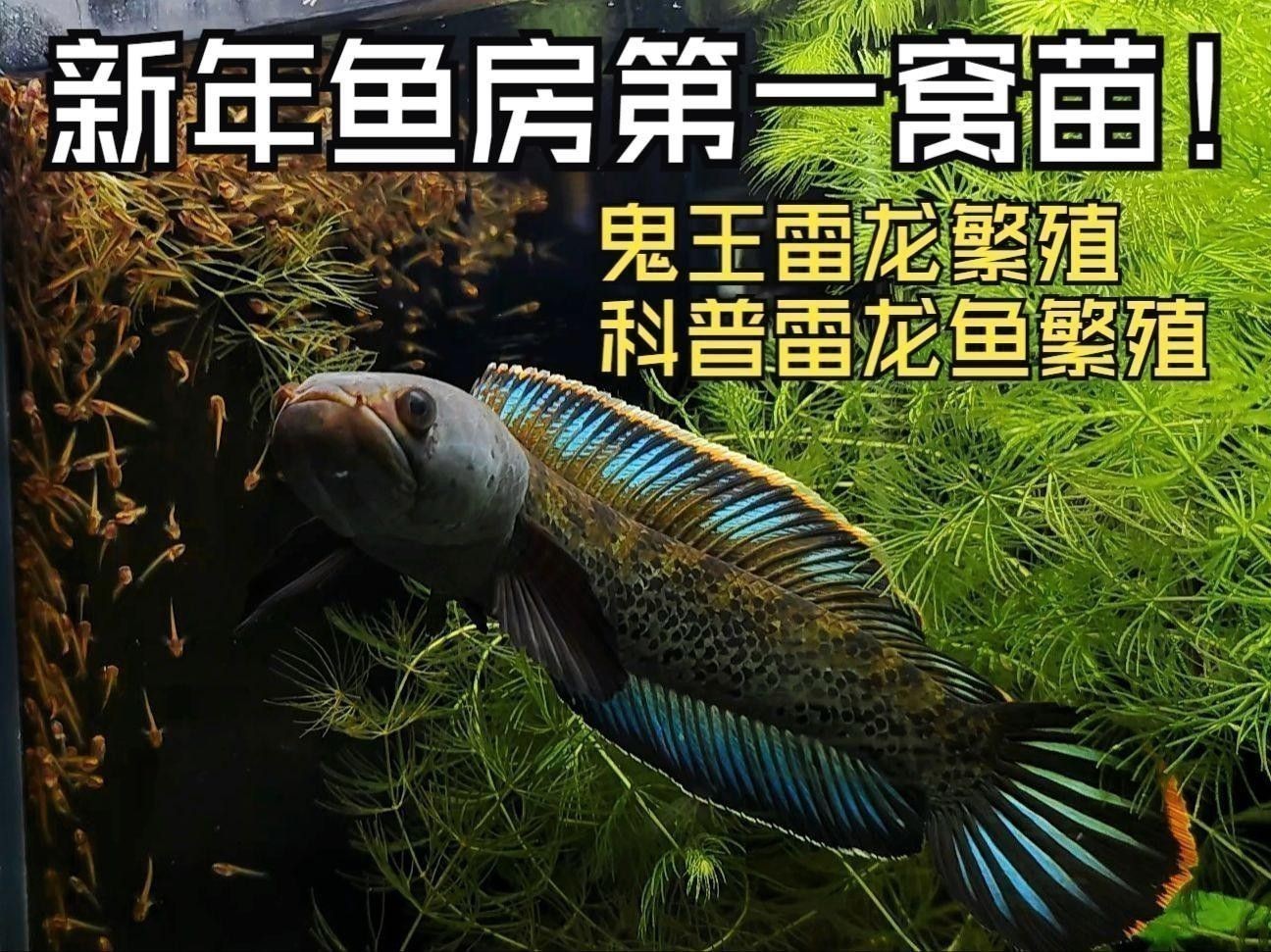 如何為鬼王雷龍魚設(shè)置造景？