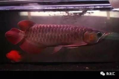 最好看的龍魚排名第一是什么魚，哪種龍魚是“最好看的”