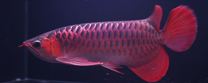 紅龍魚最好的品種在哪里生長快些：紅龍魚品種排行,紅龍魚的飼養方法全攻略